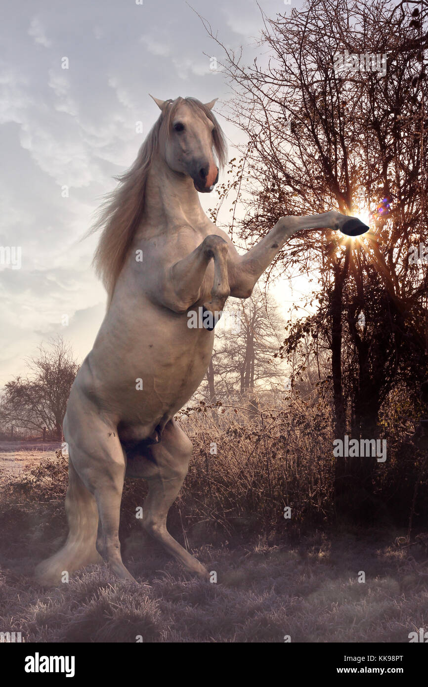 Photo De Chevaux Sauvages Qui Se Cabre Mystical landscape horse Banque de photographies et d'images à haute  résolution - Alamy