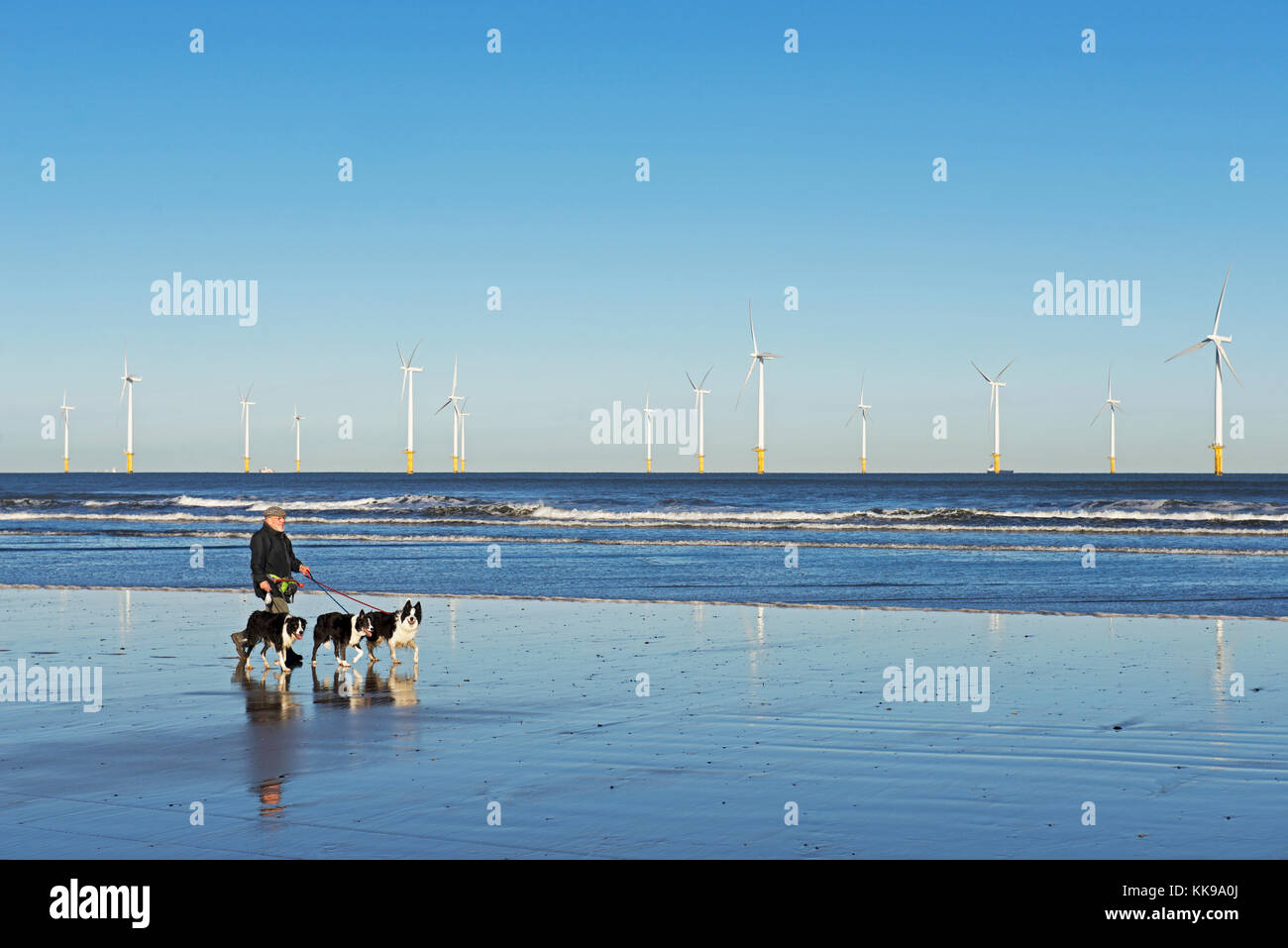 Chien et parc éolien offshore-walker à Redcar, North Yorkshire, England UK Banque D'Images