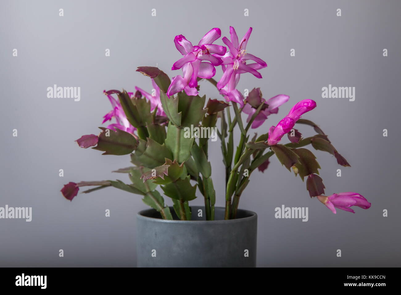 Rose fleurs de cactus de Noël schlumbergera dans un pot isolé sur fond blanc. Banque D'Images