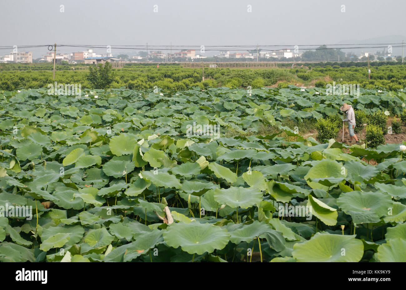 Un agriculteur entouré par yam plantes dans guilin, Chine. Banque D'Images