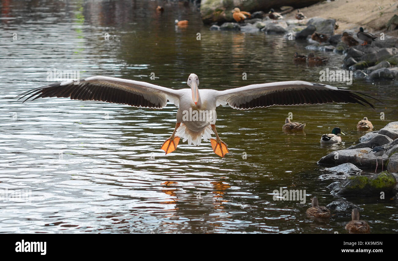 Un pélican oiseau en vol à Animal Kingdom à Kobe, au Japon. Banque D'Images