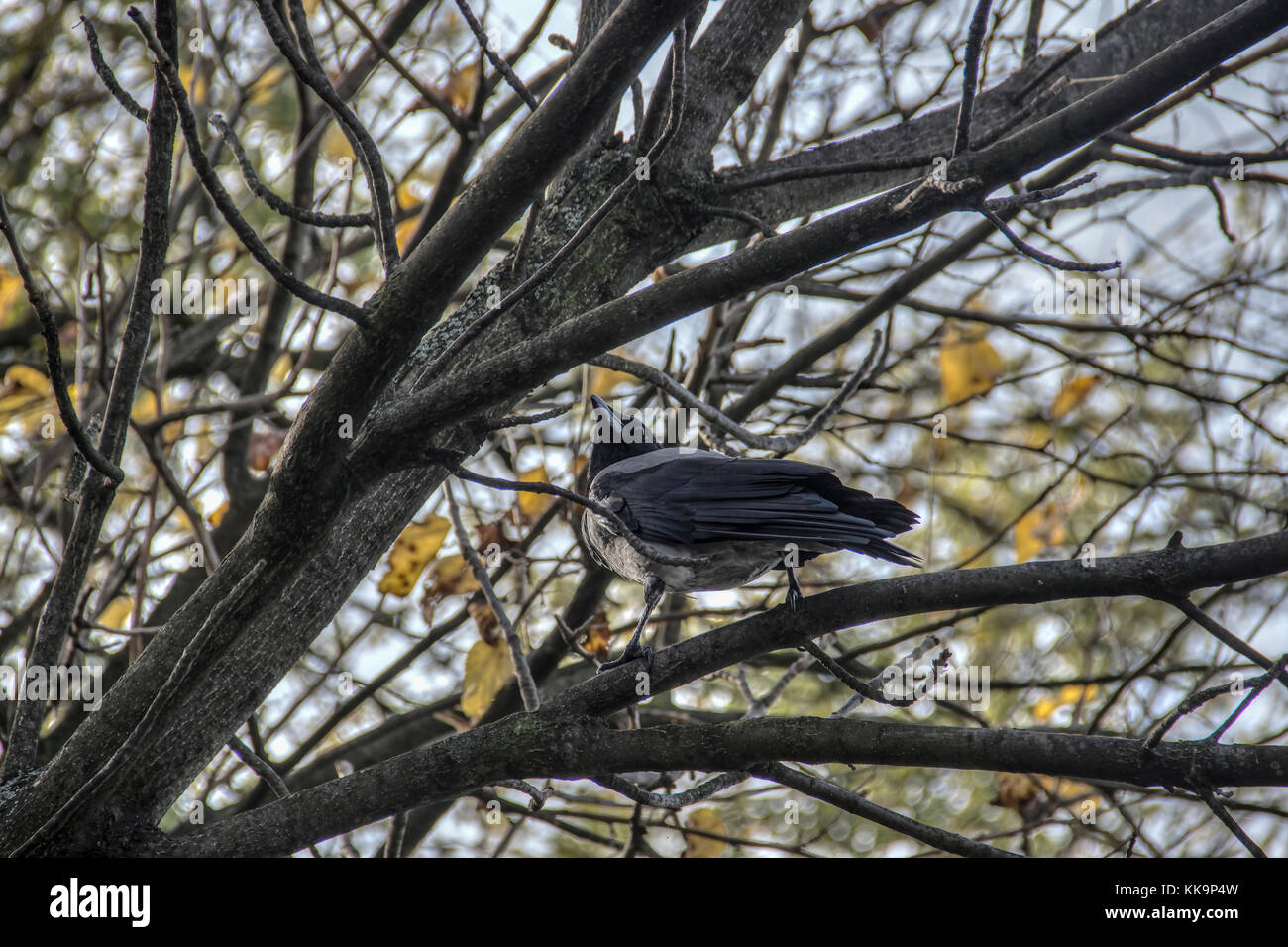 Serbie - hooded crow (corvus cornix) percher sur un arbre haut branch Banque D'Images