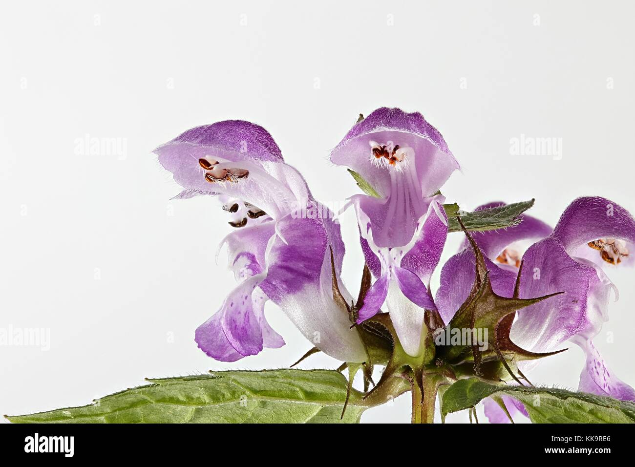 Spotted dead-nettle lamium maculatum, Banque D'Images