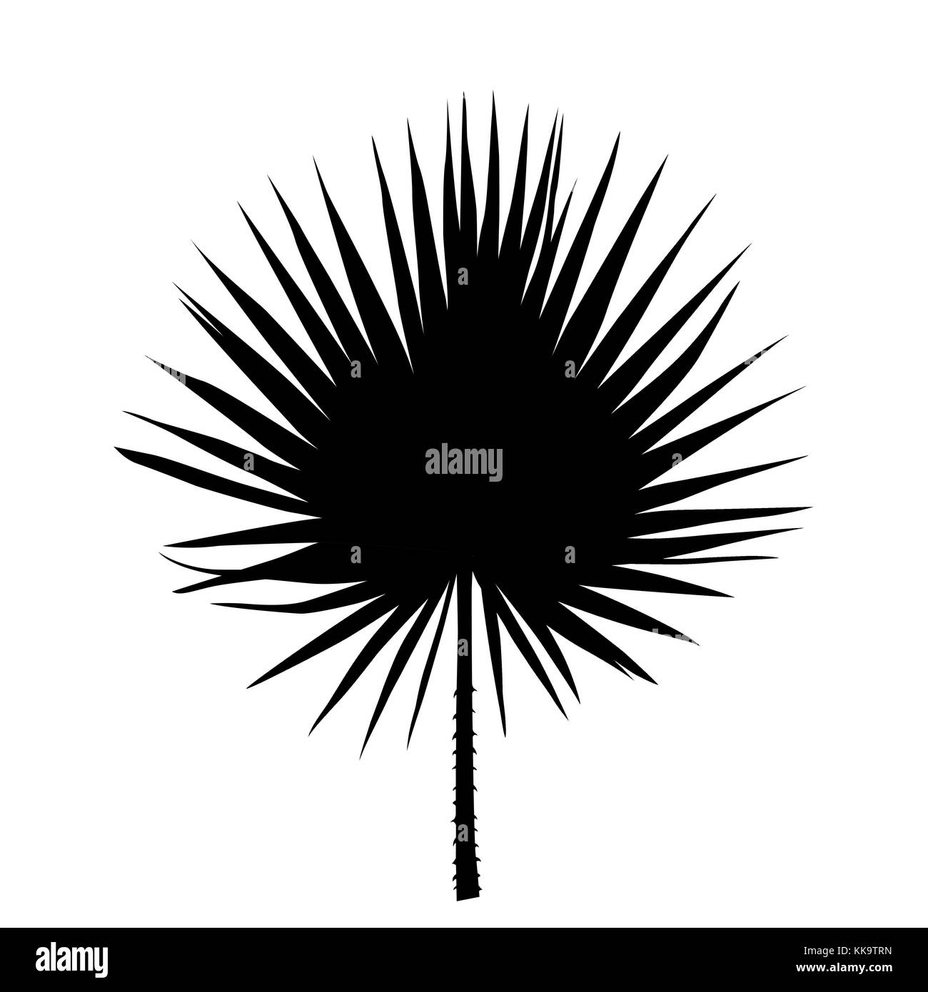Le noir et blanc silhouette d'libistones feuille de chinois, sud de palm. vector illustration. Illustration de Vecteur Le noir et blanc silhouette d'libistones feuille de chinois, sud de palm. vector illustration. Illustration de Vecteur
