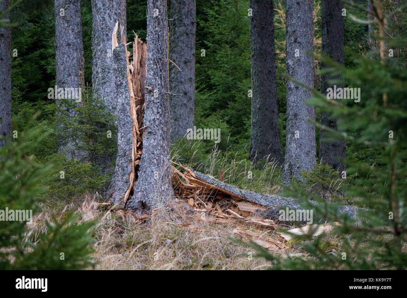 Arbre tombé dans une forêt alpine (causes naturelles) Banque D'Images