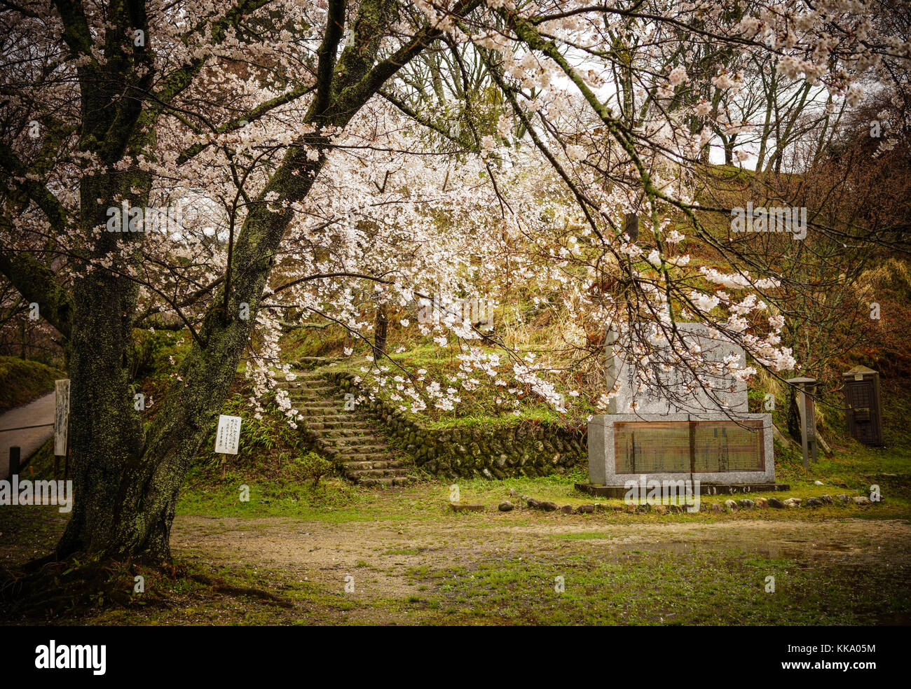 Nara, Japon - 4 avr, 2014. fleur de cerisier sur le mont Yoshino à Nara, Japon. yoshino montagne est célèbre pour ses milliers d'arbres de sakura. Banque D'Images