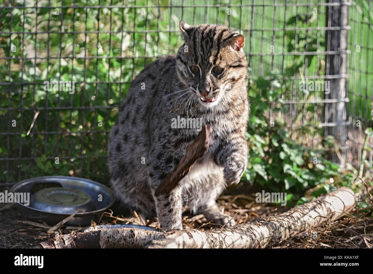 Wildcat eurasien ludique en captivité Banque D'Images