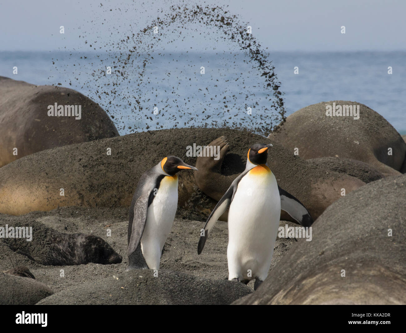 Manchots Banque D Image Et Photos Alamy