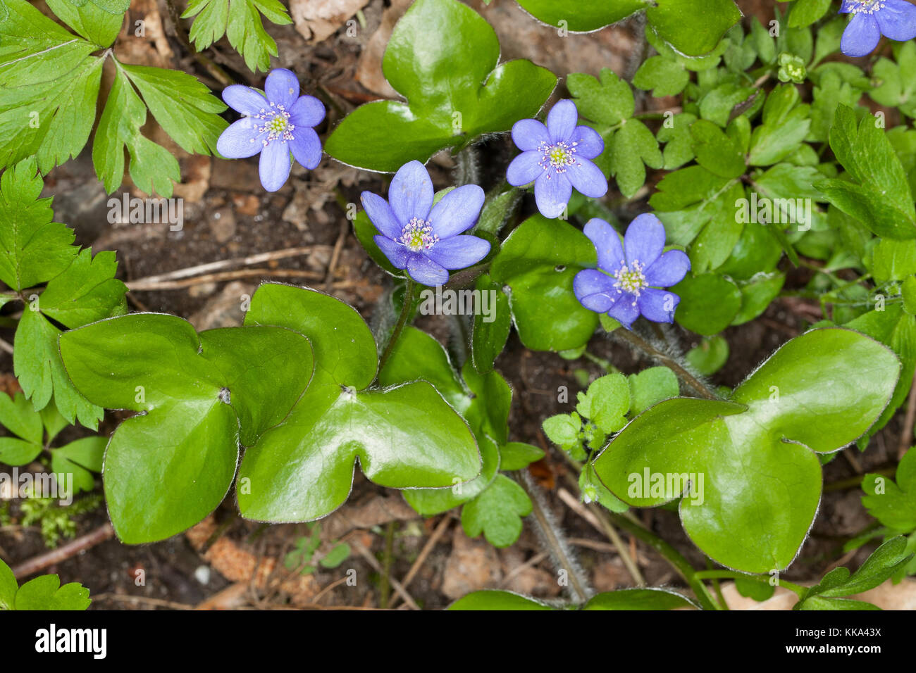 Gewöhnliches Leberblümchen, Leber-Blümchen, Hepatica nobilis, Liverleaf, foie-feuille Banque D'Images