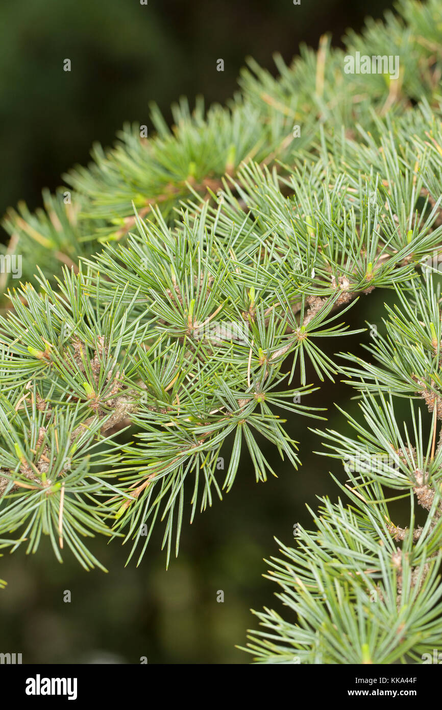 Libanon-Zeder, Libanonzeder, Libanesische Zeder, Cedrus libani, Syn. Cedrus libanotica, cèdre du Liban, cèdre du Liban Banque D'Images