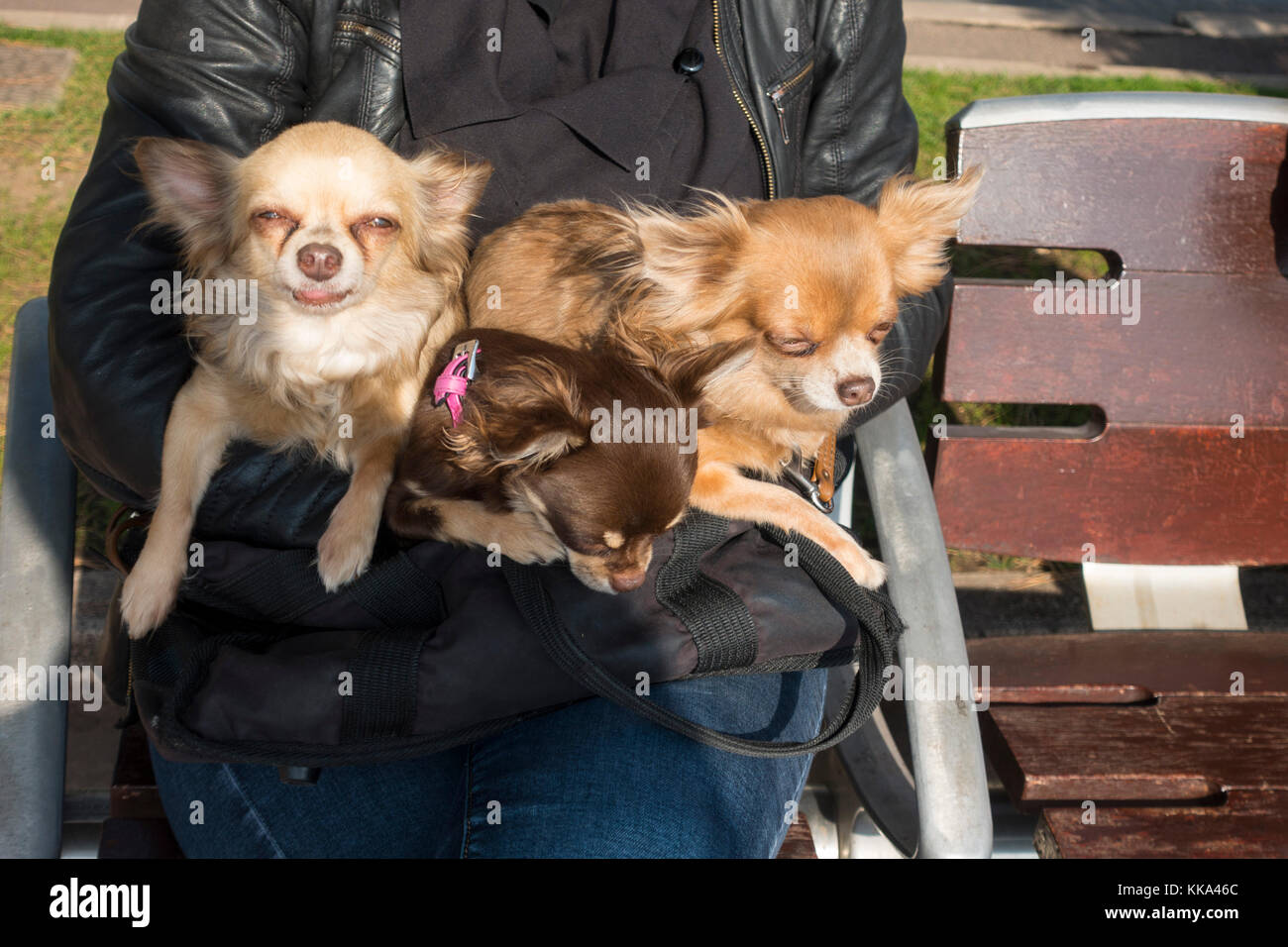 3 chihuahuas poils longs assis sur les genoux d'une femme soleil eux-mêmes. Banque D'Images