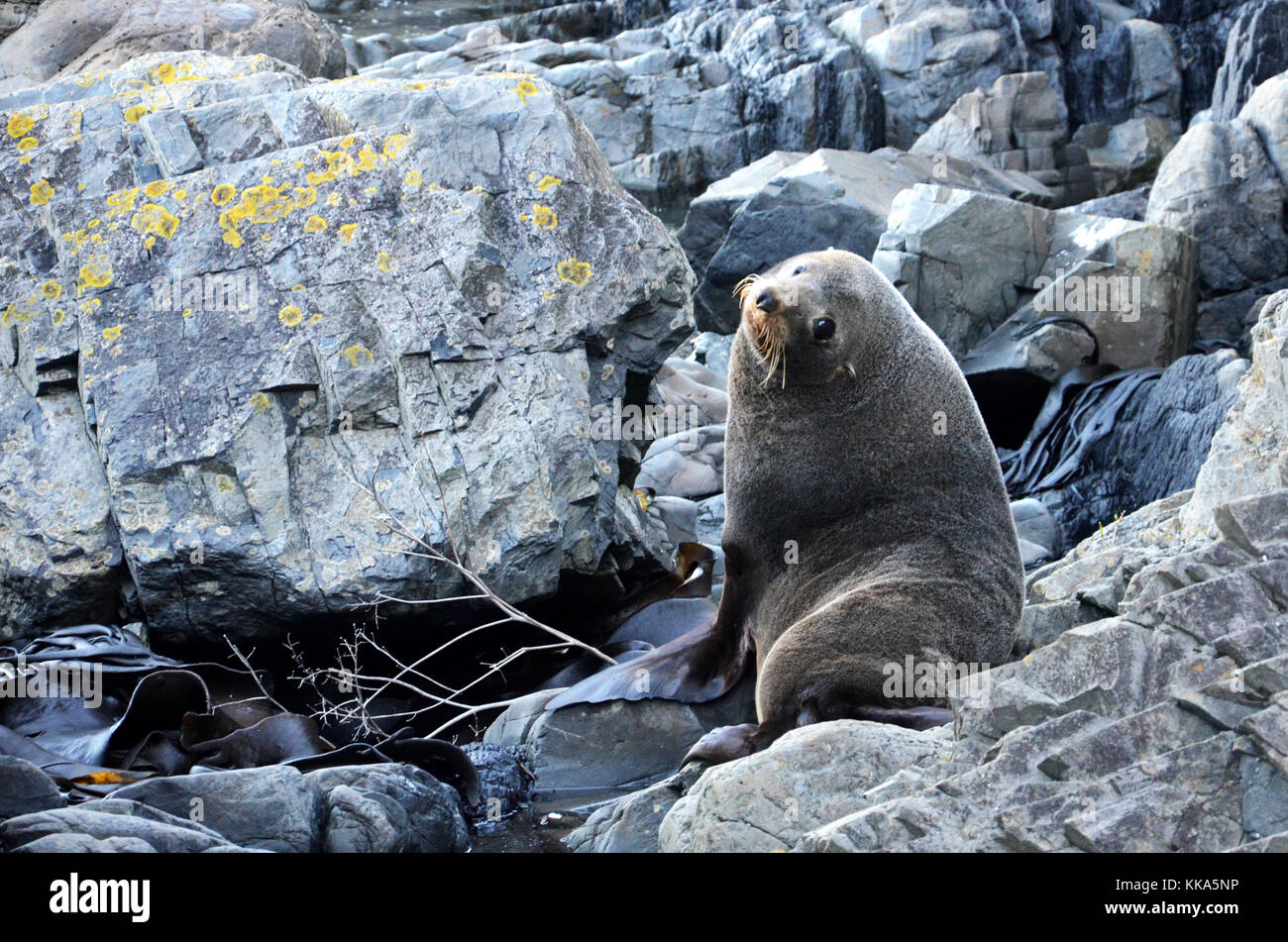 Intrigué à fourrure subantarctique en Nouvelle Zélande Banque D'Images