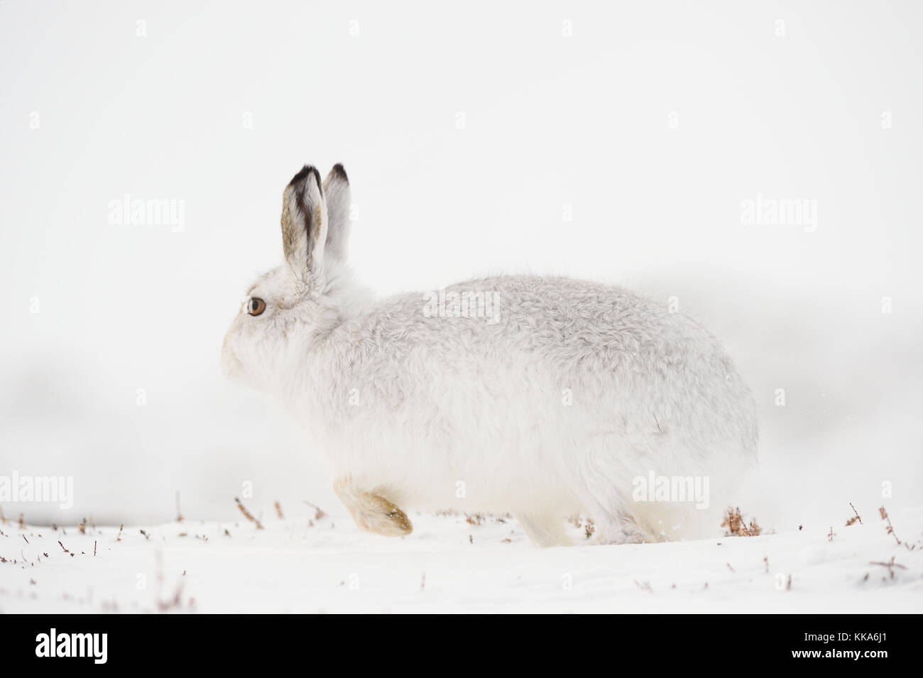 La faune de l'hiver écossais Banque D'Images