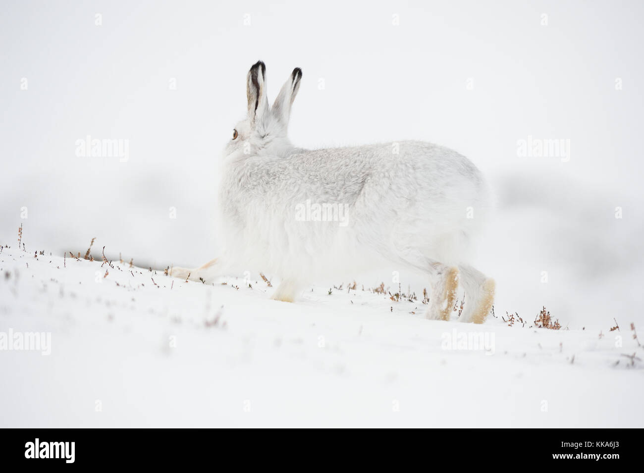 La faune de l'hiver écossais Banque D'Images