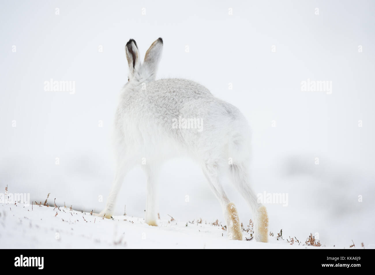 La faune de l'hiver écossais Banque D'Images