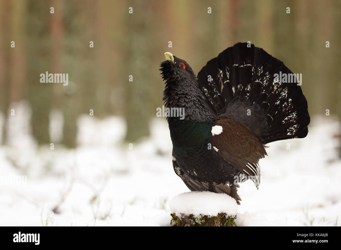 La faune de l'hiver écossais Banque D'Images