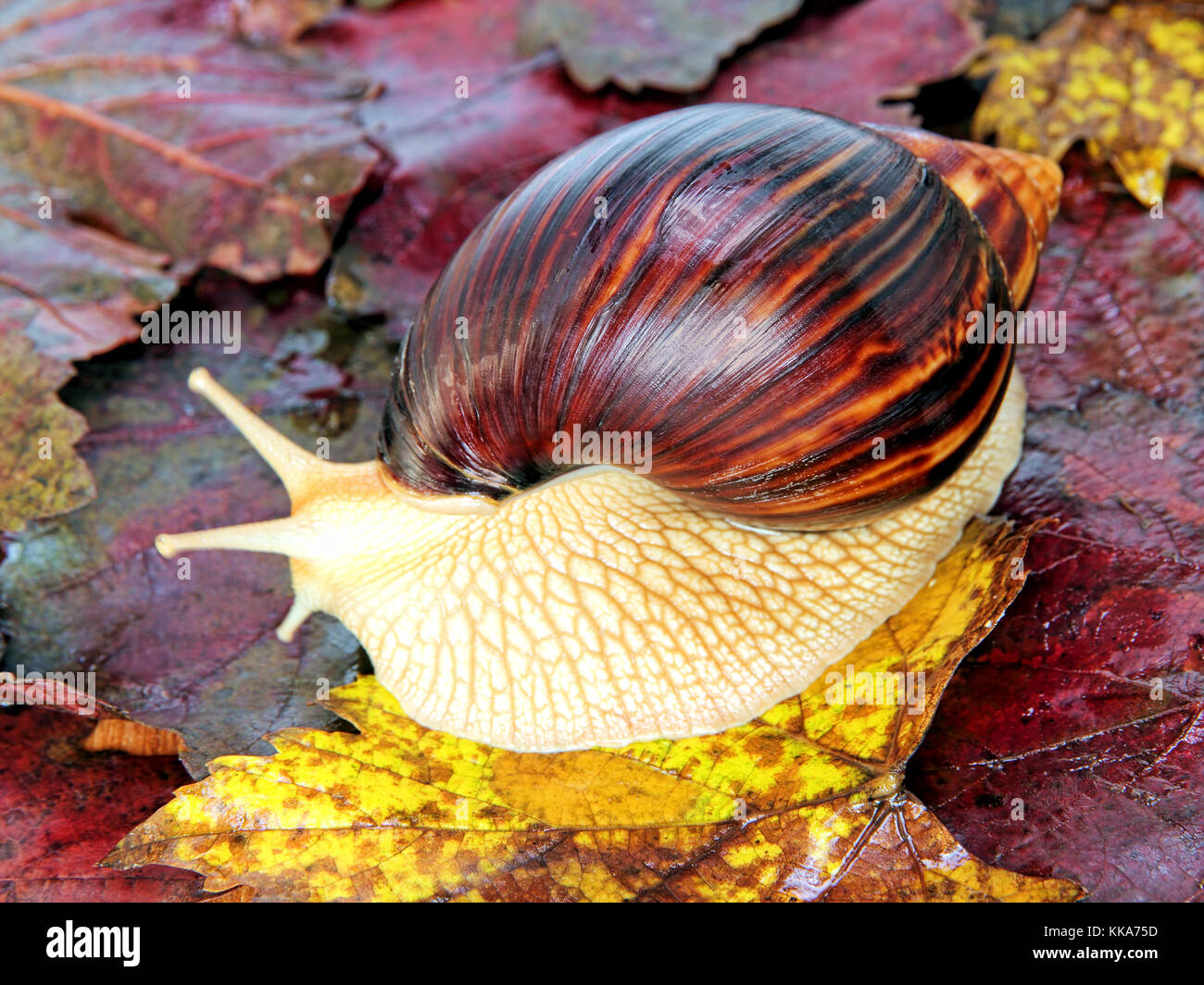 L'Afrique de l'escargot géant Achatina sur feuilles de vigne couleur prises libre. Banque D'Images