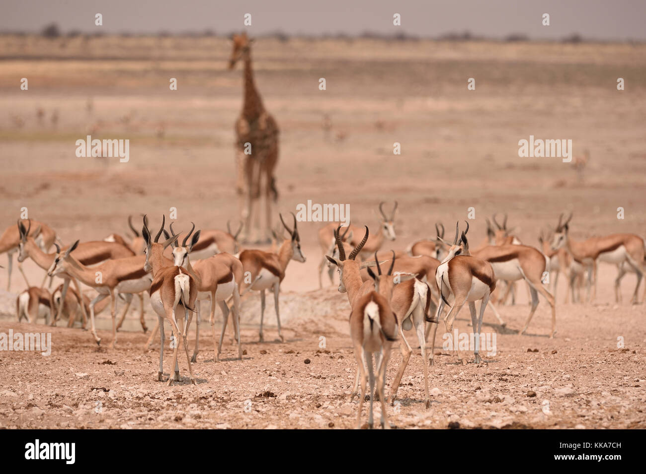 Etosha National Park Banque D'Images