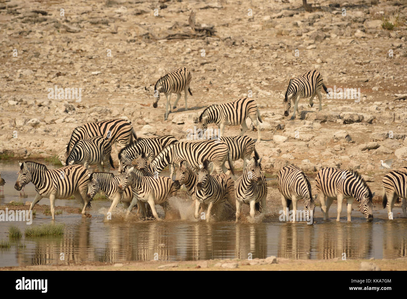 Etosha National Park Banque D'Images