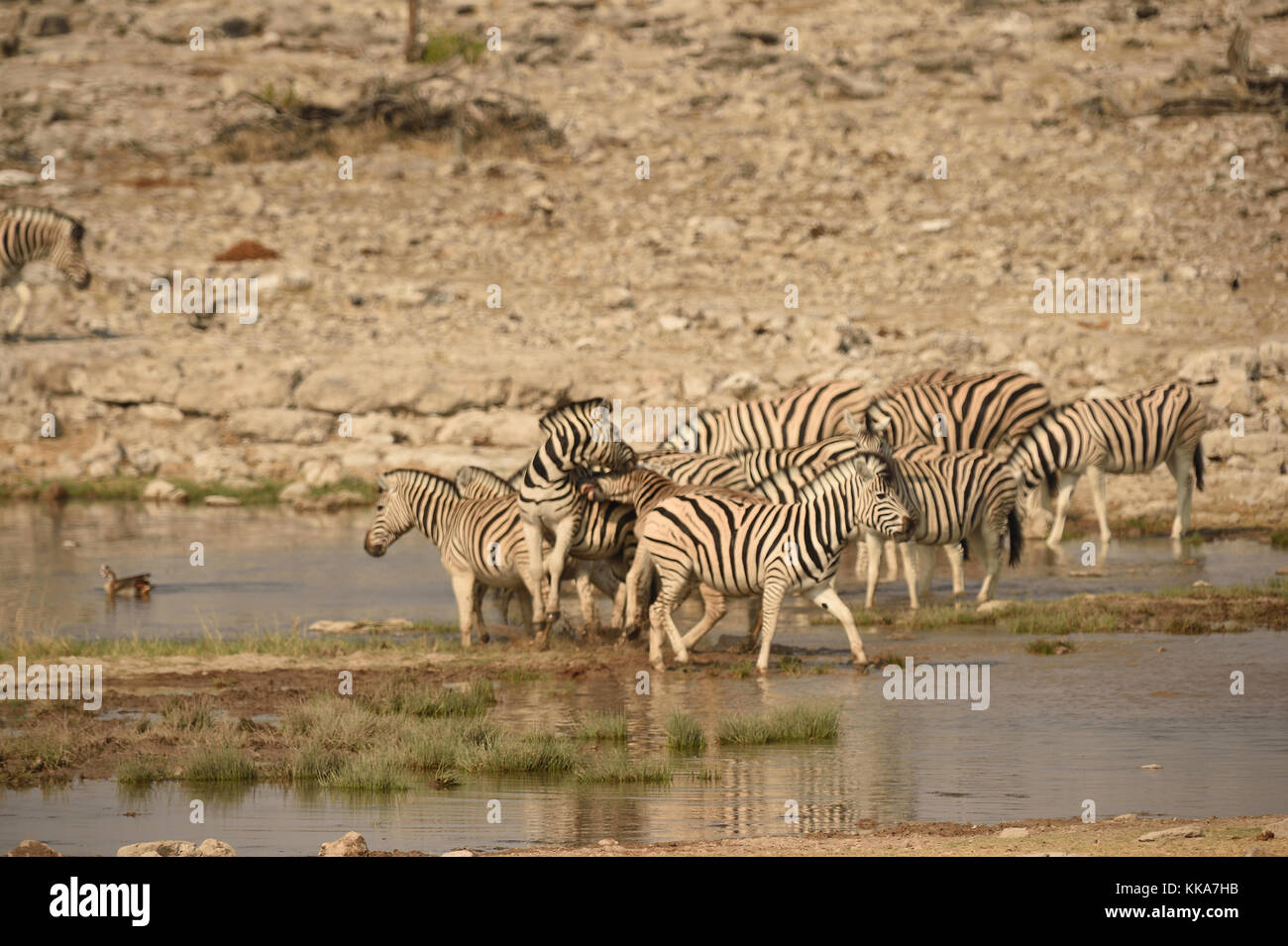 Etosha National Park Banque D'Images