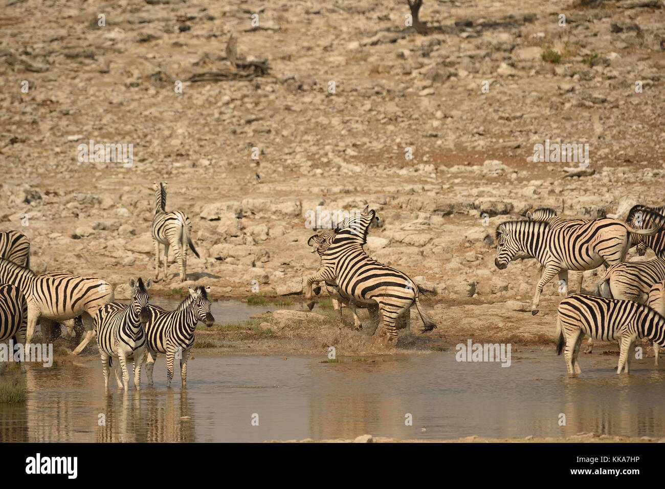 Etosha National Park Banque D'Images