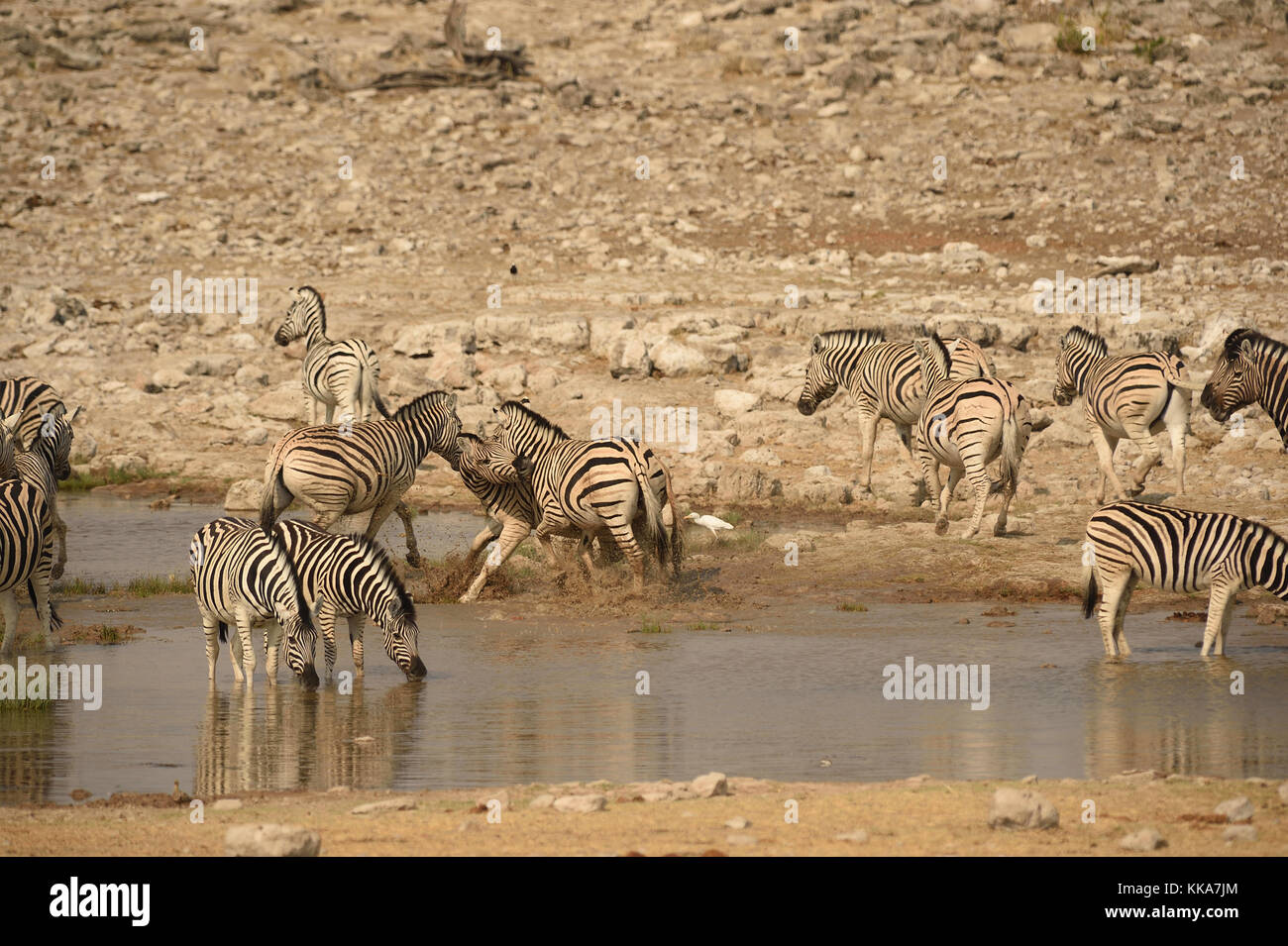 Etosha National Park Banque D'Images