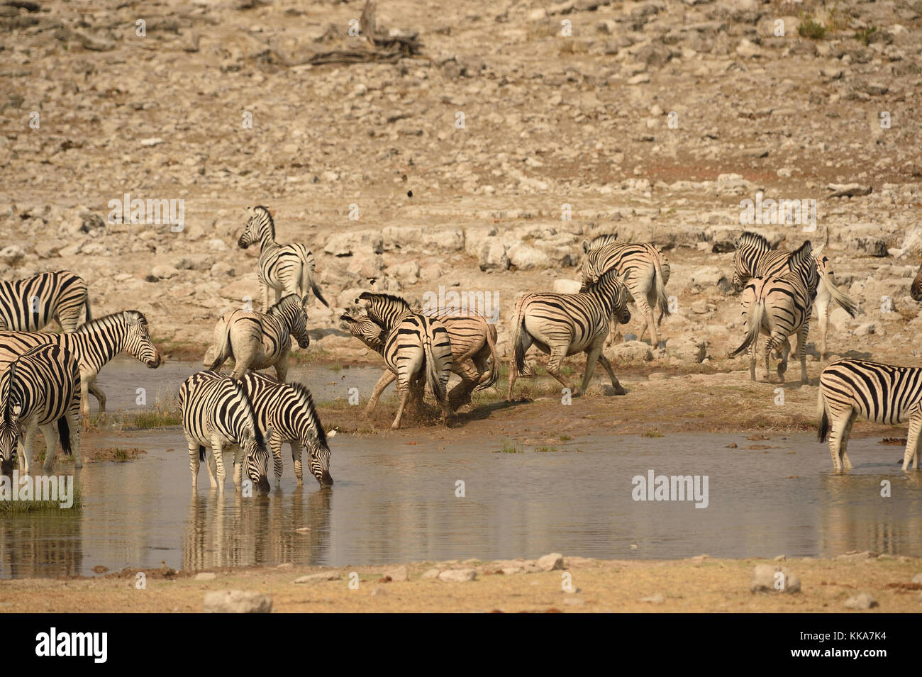 Etosha National Park Banque D'Images