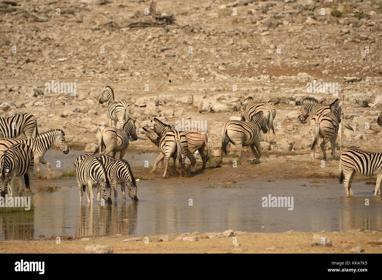 Etosha National Park Banque D'Images