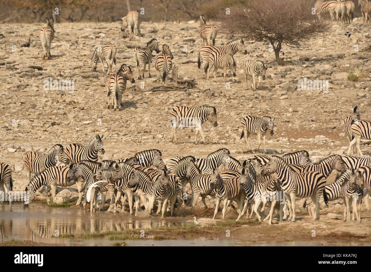 Etosha National Park Banque D'Images