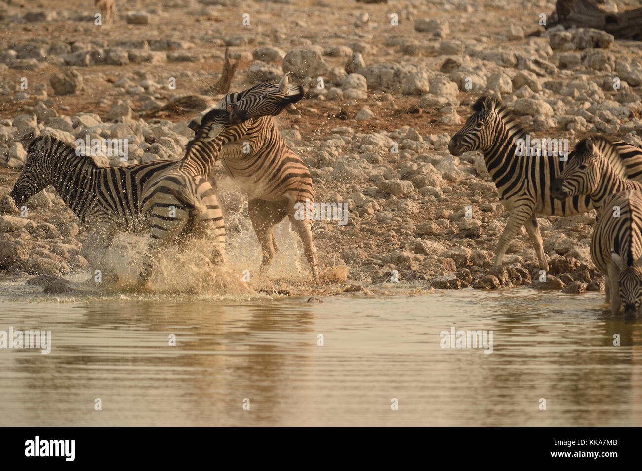 Etosha National Park Banque D'Images