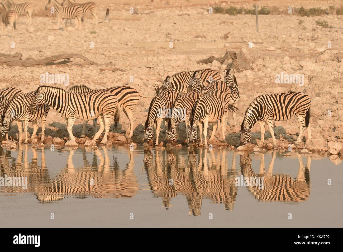 Etosha National Park Banque D'Images