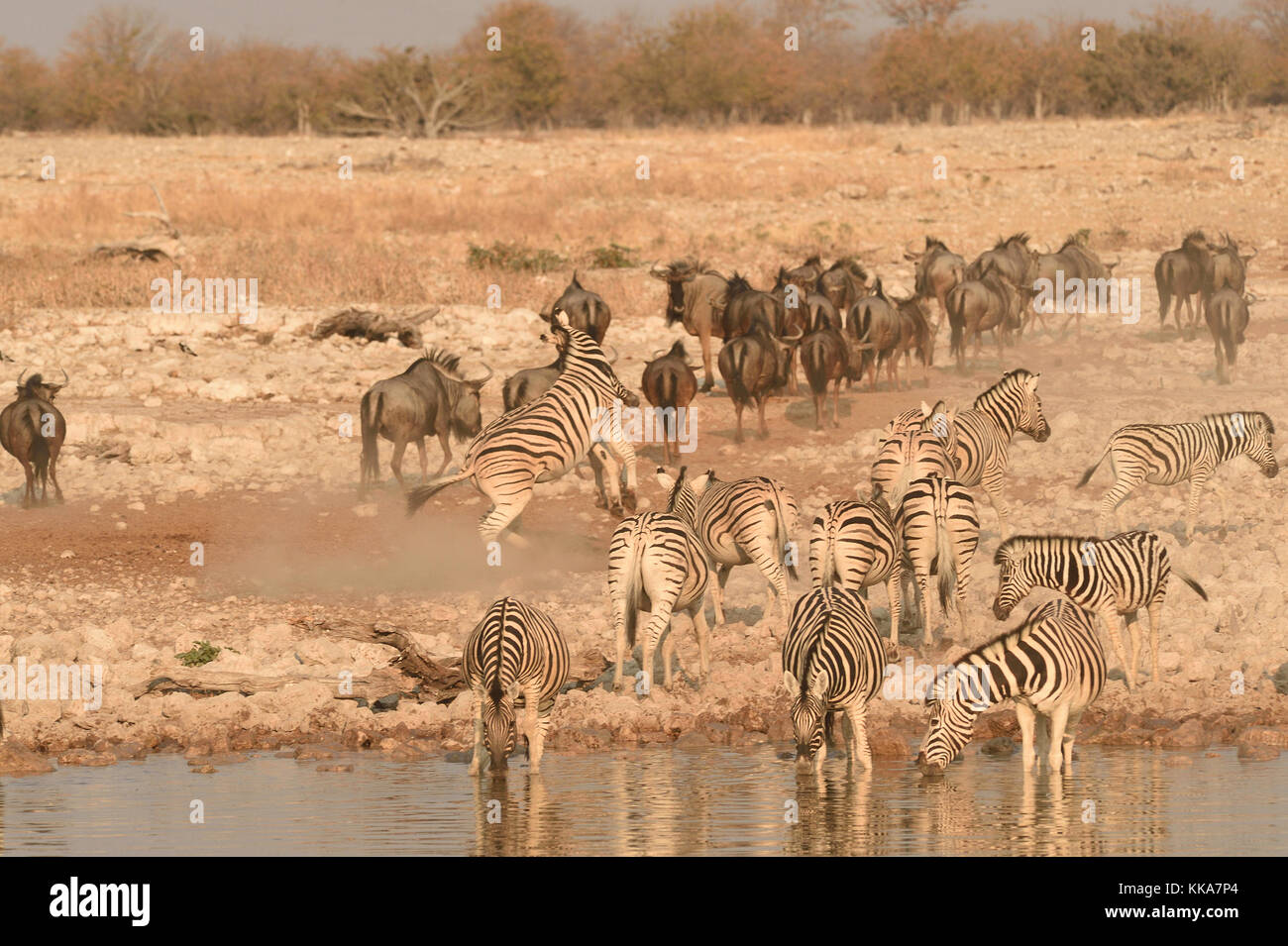 Etosha National Park Banque D'Images