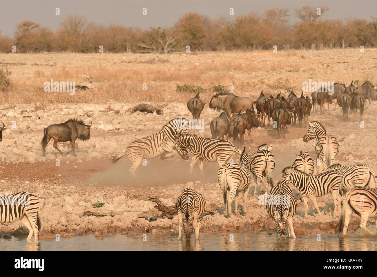 Etosha National Park Banque D'Images