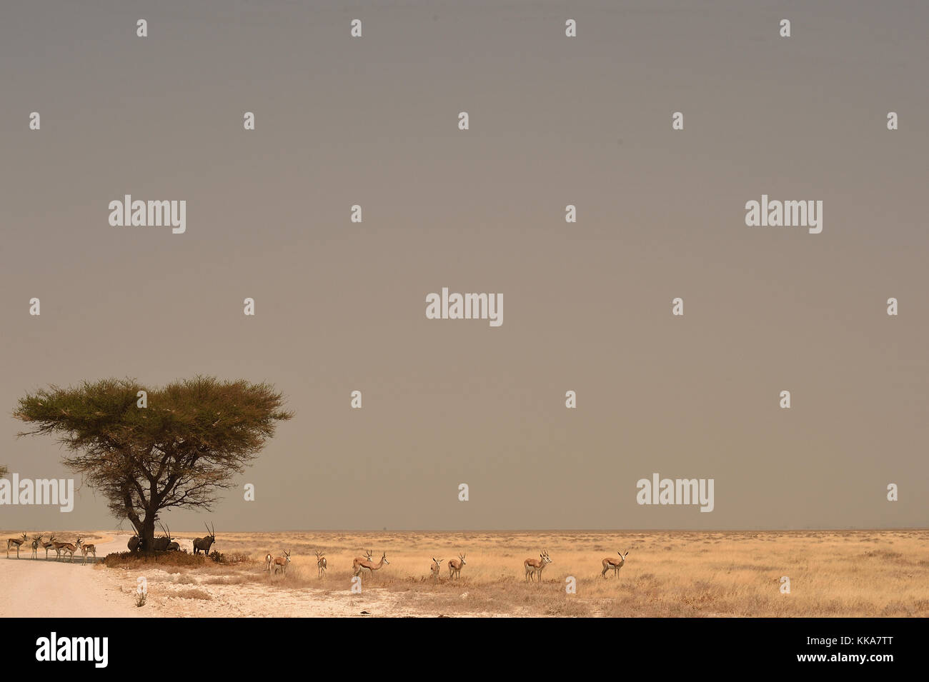 Etosha National Park Banque D'Images