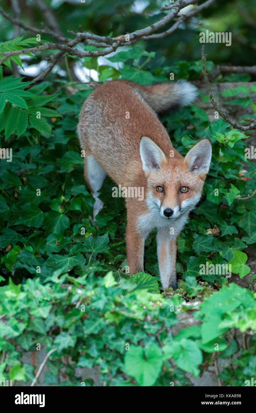 Le renard roux, Vulpes vulpes, abri de jardin sur toit dans l'été, Londres, Royaume-Uni Banque D'Images
