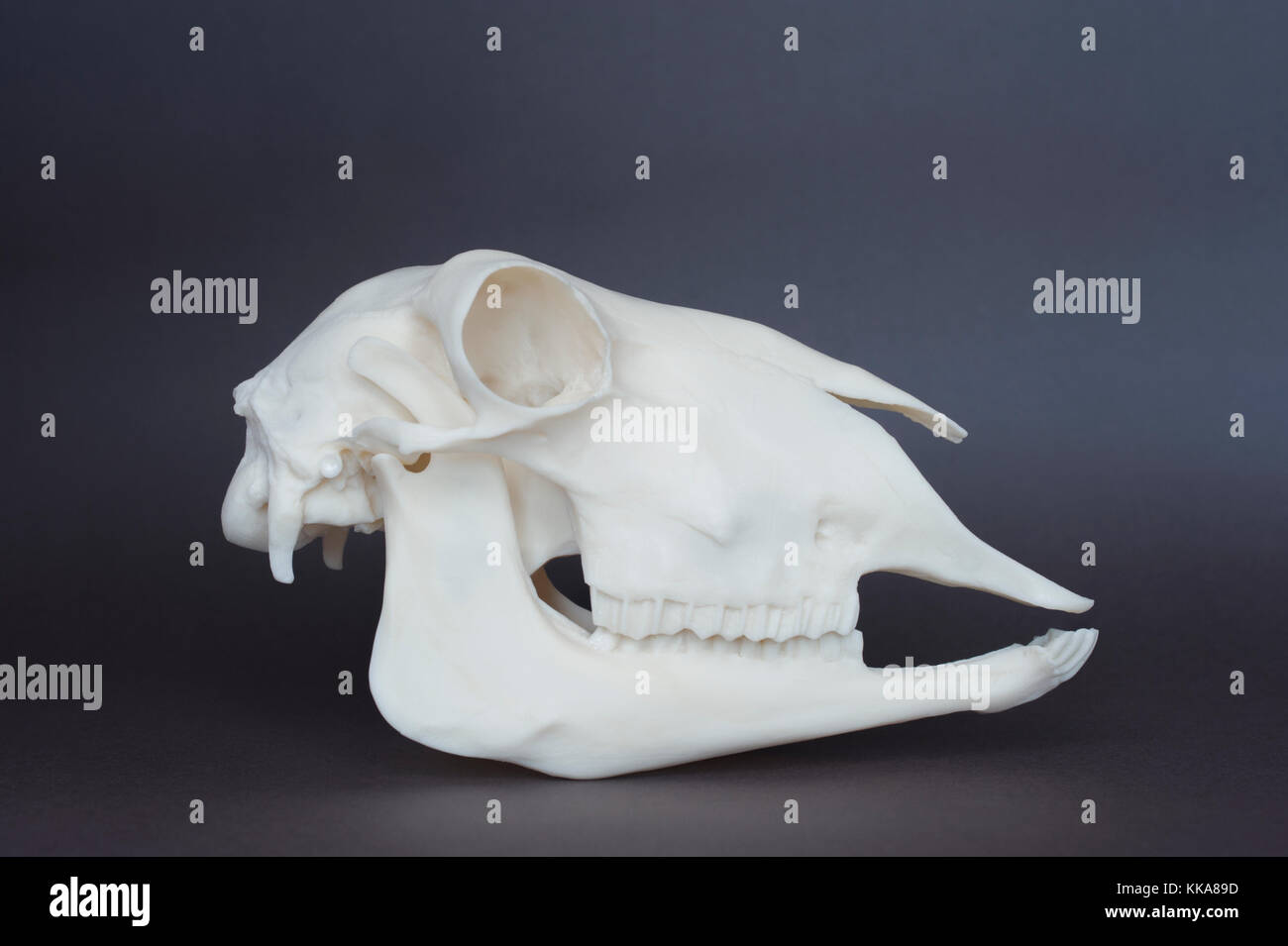 Crâne, Mouton (Ovis aries), crâne de répliques incisives et molaires montrant Banque D'Images