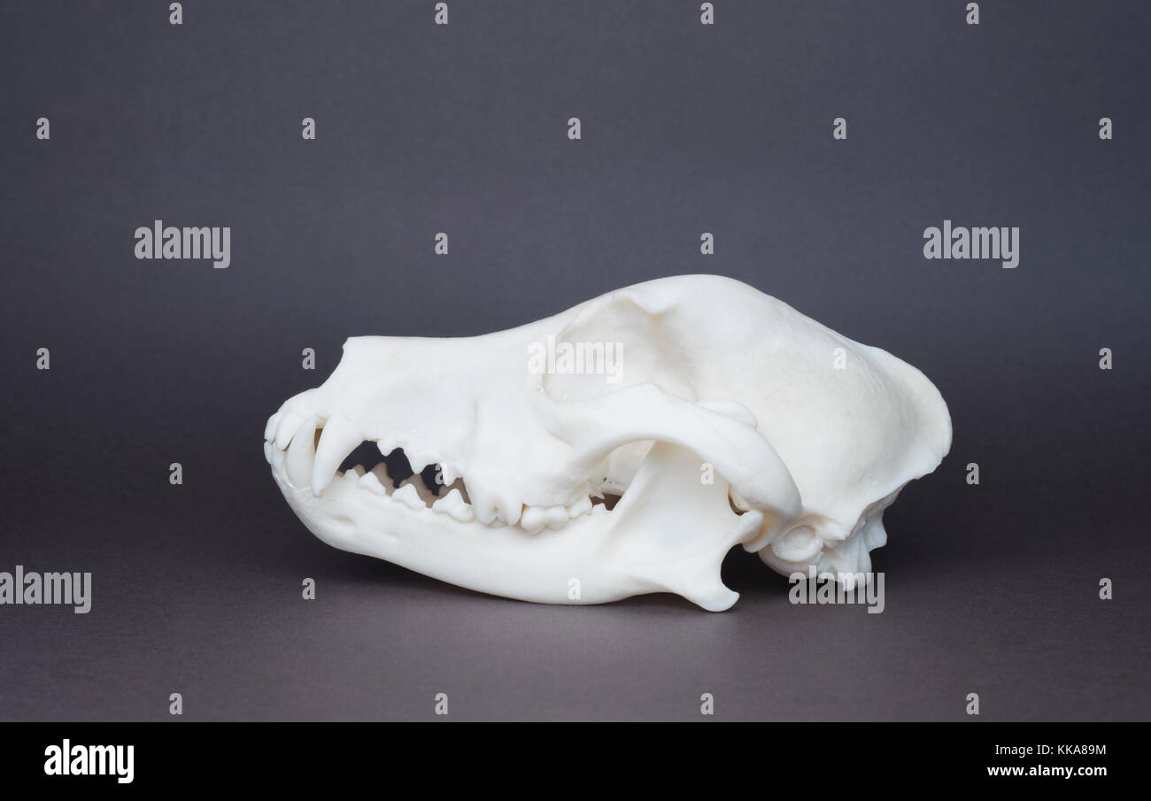 Replica crâne de chien domestique (Canis familiaris, ou Canis lupus familiaris), montrant, canine molaires et incisives Banque D'Images