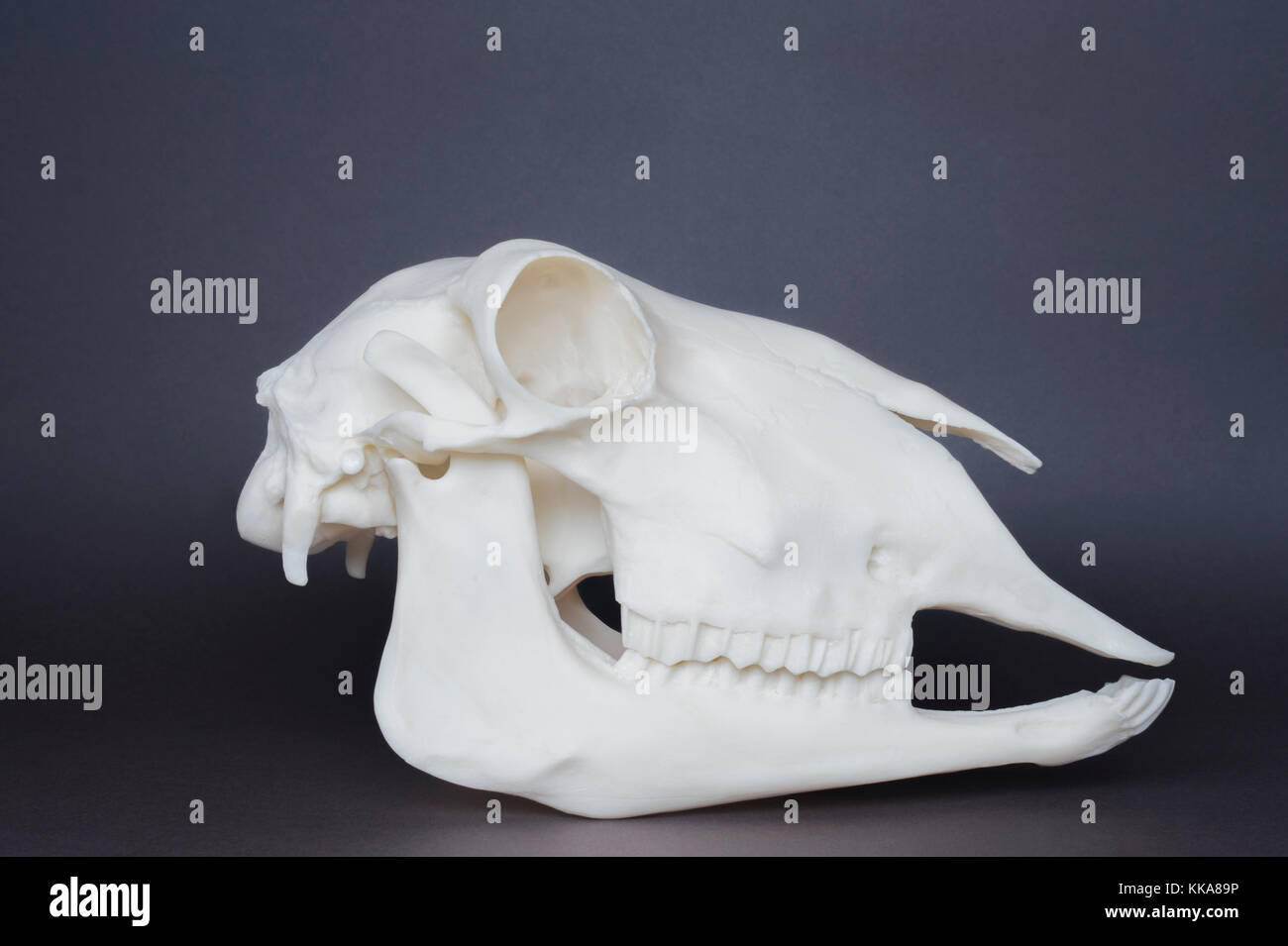 Crâne, Mouton (Ovis aries), crâne de répliques incisives et molaires montrant Banque D'Images