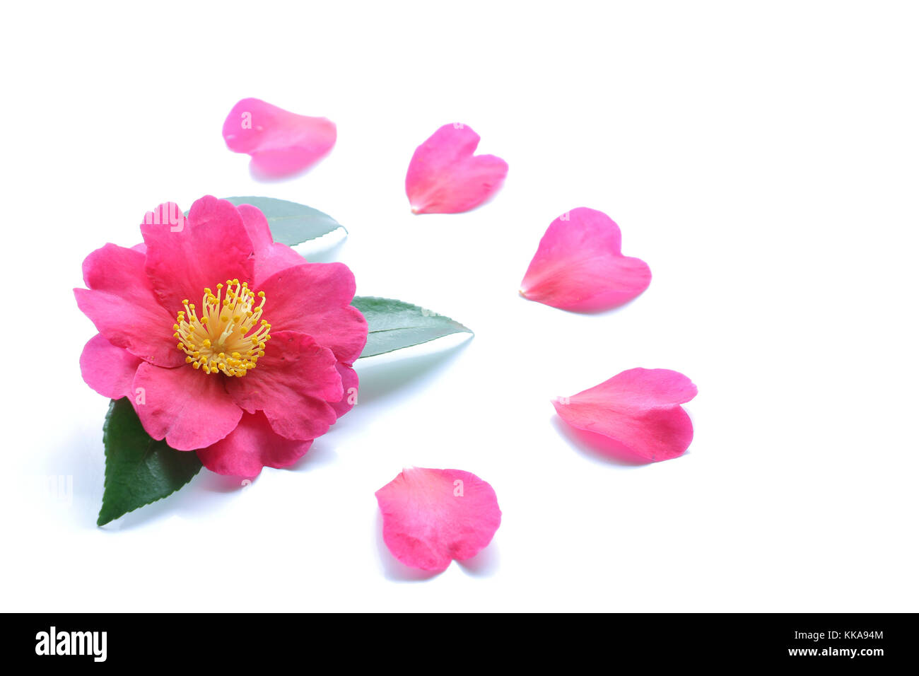 Fleur de camélia rose japonais isolé Banque D'Images