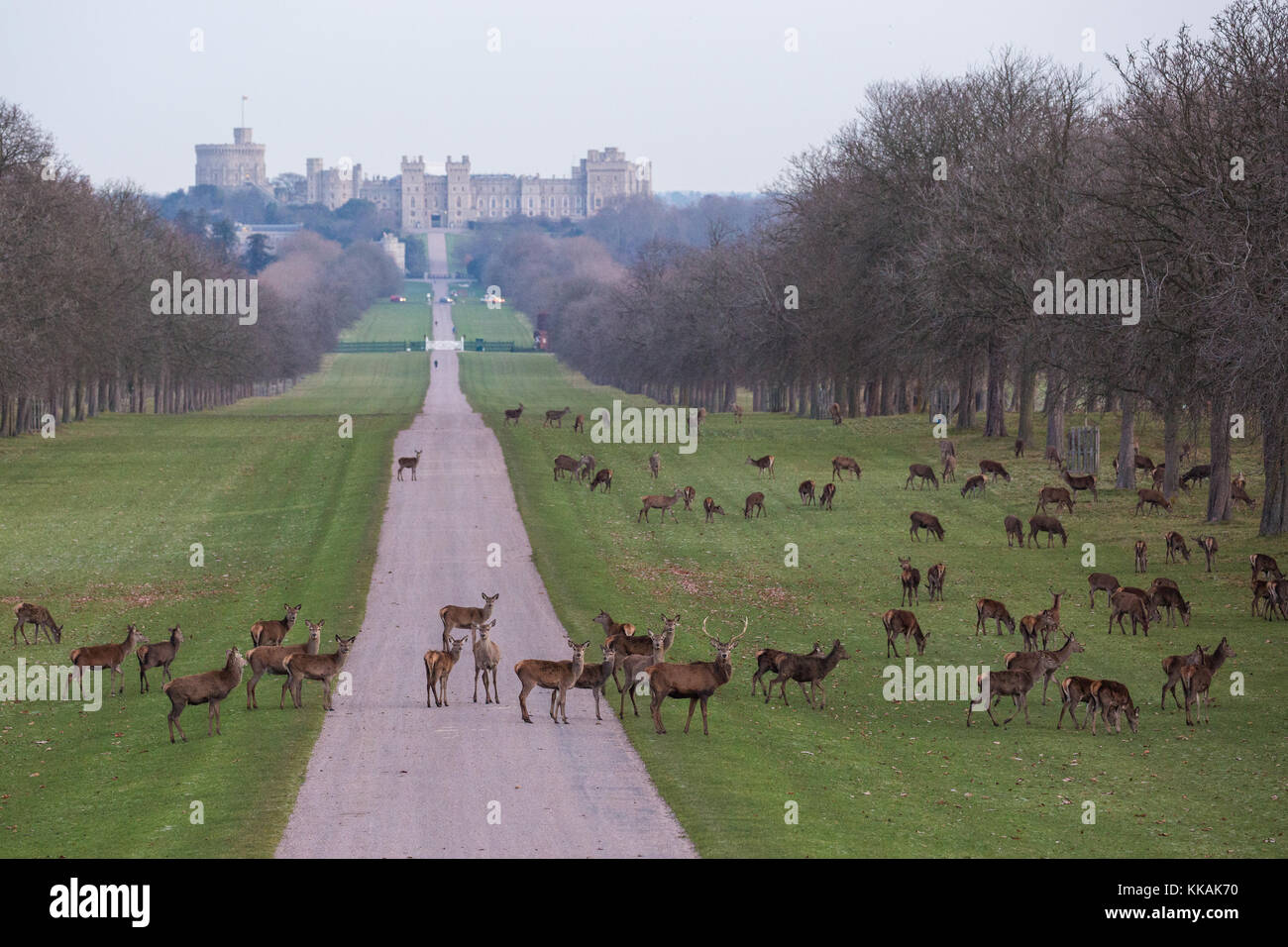 Windsor, Royaume-Uni. 30 novembre, 2017. red deer sur la longue marche en face du château de Windsor à l'aube d'un matin glacial de Windsor Great Park. Il y a un troupeau d'environ 500 red deer dans le parc des cerfs dans Windsor Great Park, tous les descendants de quarante deux cerfs et biches introduit en 1979 par le duc d'édimbourg. Banque D'Images