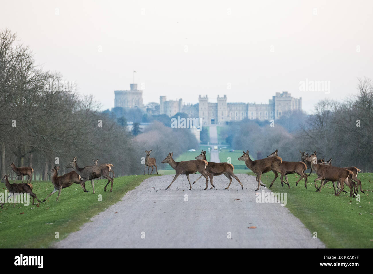 Windsor, Royaume-Uni. 30 novembre 2017. Les cerfs rouges traversent la longue promenade en face du château de Windsor à l'aube lors d'une matinée glacielle dans le grand parc de Windsor. Il y a un troupeau d'environ 500 cerfs rouges dans l'enceinte du parc des cerfs dans le Grand parc de Windsor, tous descendants de quarante hinds et deux cerfs introduits en 1979 par le duc d'Édimbourg. Crédit : Mark Kerrison/Alamy Live News Banque D'Images