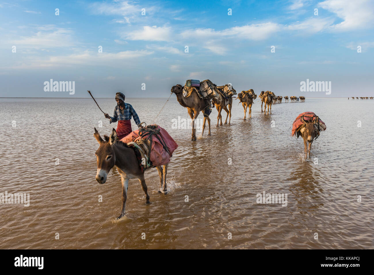 Les chameaux chargés avec du sel pan marche à travers un lac salé, la dépression Danakil, l'Éthiopie, l'Afrique Banque D'Images