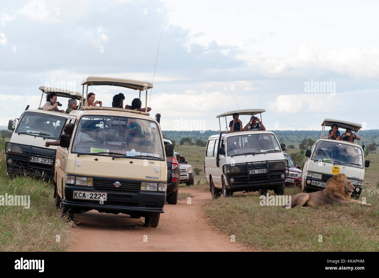 Les touristes en minibus à prendre des photos d'un lion (Panthera leo) à proximité avec les téléphones mobiles, Tsavo, Kenya, Afrique de l'Est, l'Afrique Banque D'Images