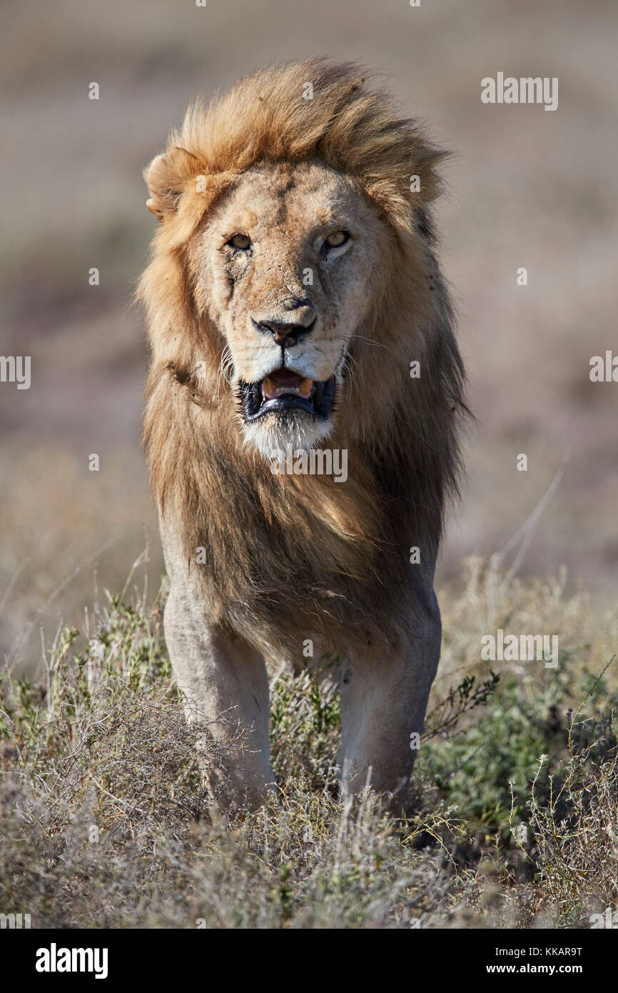 Lion (Panthera leo), zone de conservation de Ngorongoro, en Tanzanie, Afrique de l'Est, l'Afrique Banque D'Images