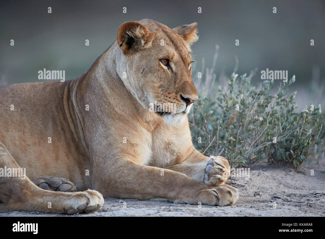 Lionne (lion) (Panthera leo), zone de conservation de Ngorongoro, en Tanzanie, Afrique de l'Est, l'Afrique Banque D'Images