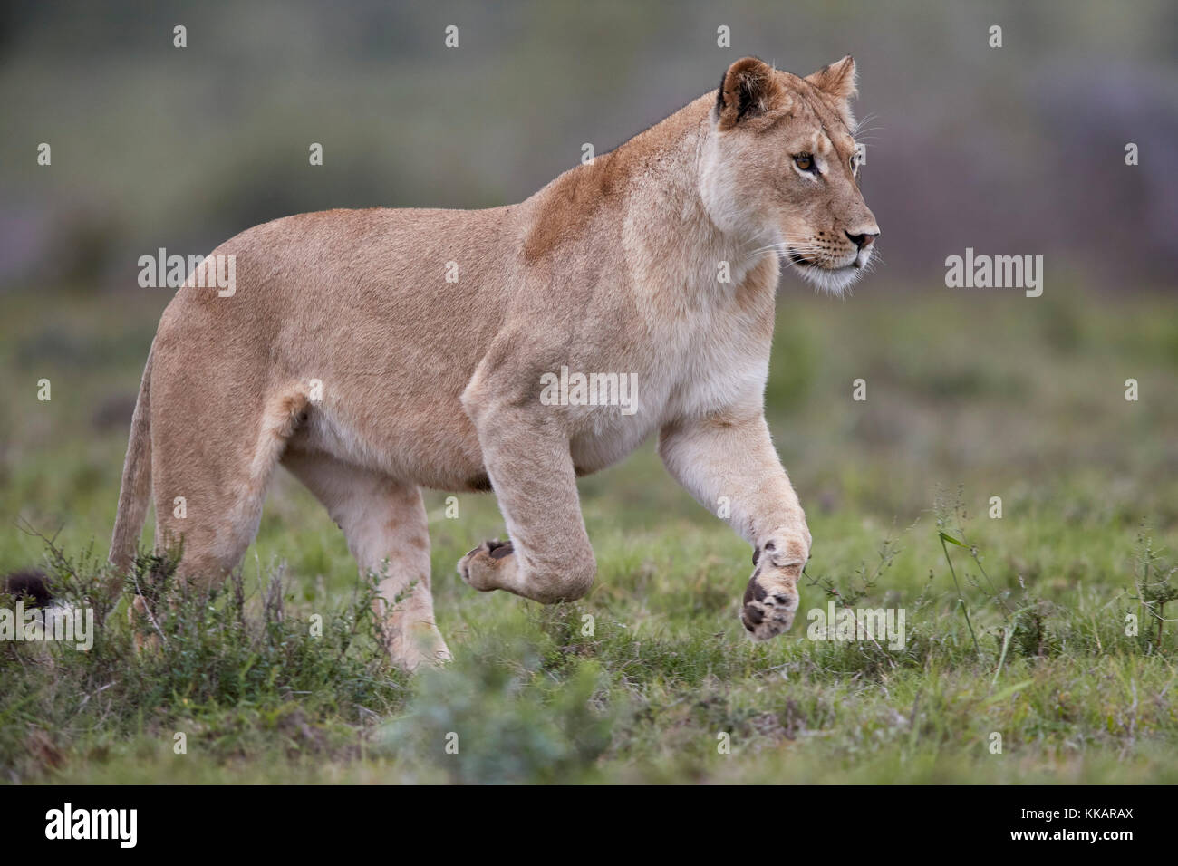 Lionne lion (Panthera leo), tournant, Addo Elephant National Park, Afrique du Sud, l'Afrique Banque D'Images