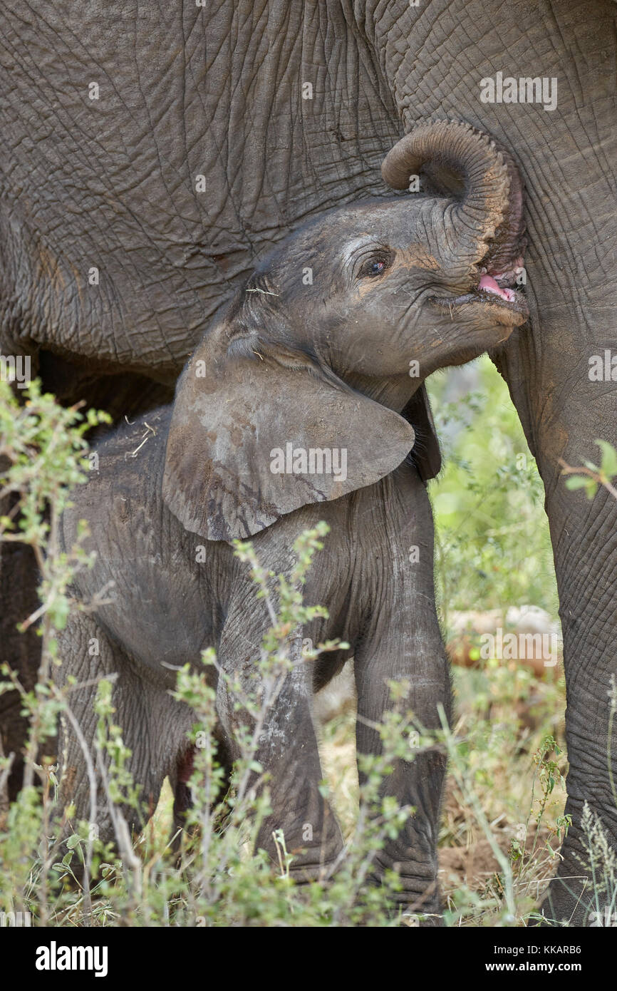 Jours-old African elephant (Loxodonta africana) calf, Kruger National Park, Afrique du Sud, l'Afrique Banque D'Images