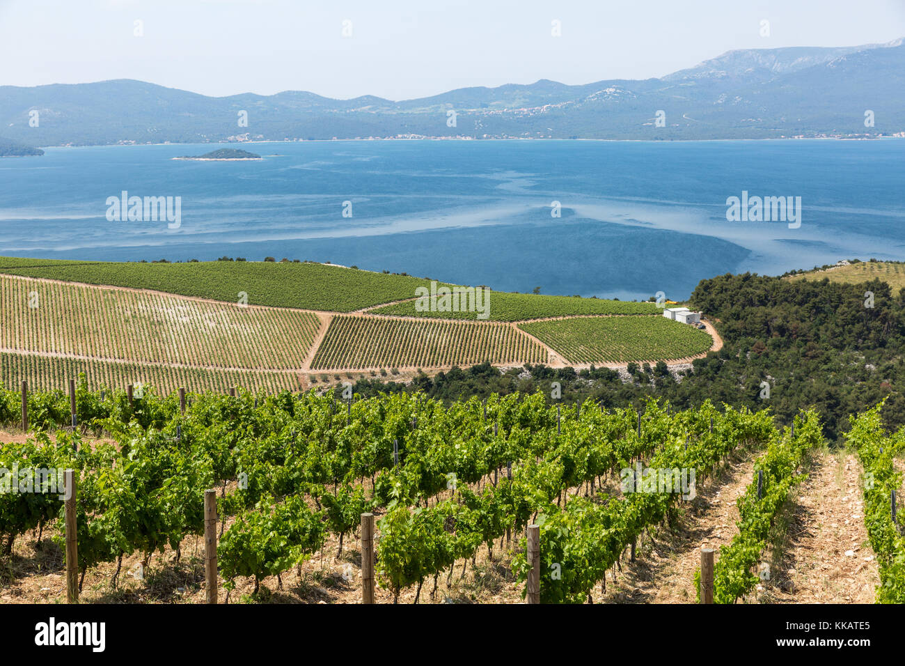 Winery côtières sur les collines de la côte dalmate, en Croatie, en Europe Banque D'Images