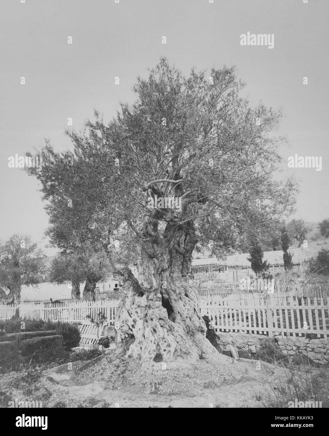 Une photographie d'un olivier à Gethsémani, c'est un jardin qui est situé près de la base de Mount Olive, il est surtout connu comme le lieu où Jésus a prié et ses disciples dormi la nuit avant sa crucifixion, il s'agissait d'un site populaire pour les pèlerinages chrétiens, Jérusalem, 1900. À partir de la Bibliothèque publique de New York. Banque D'Images