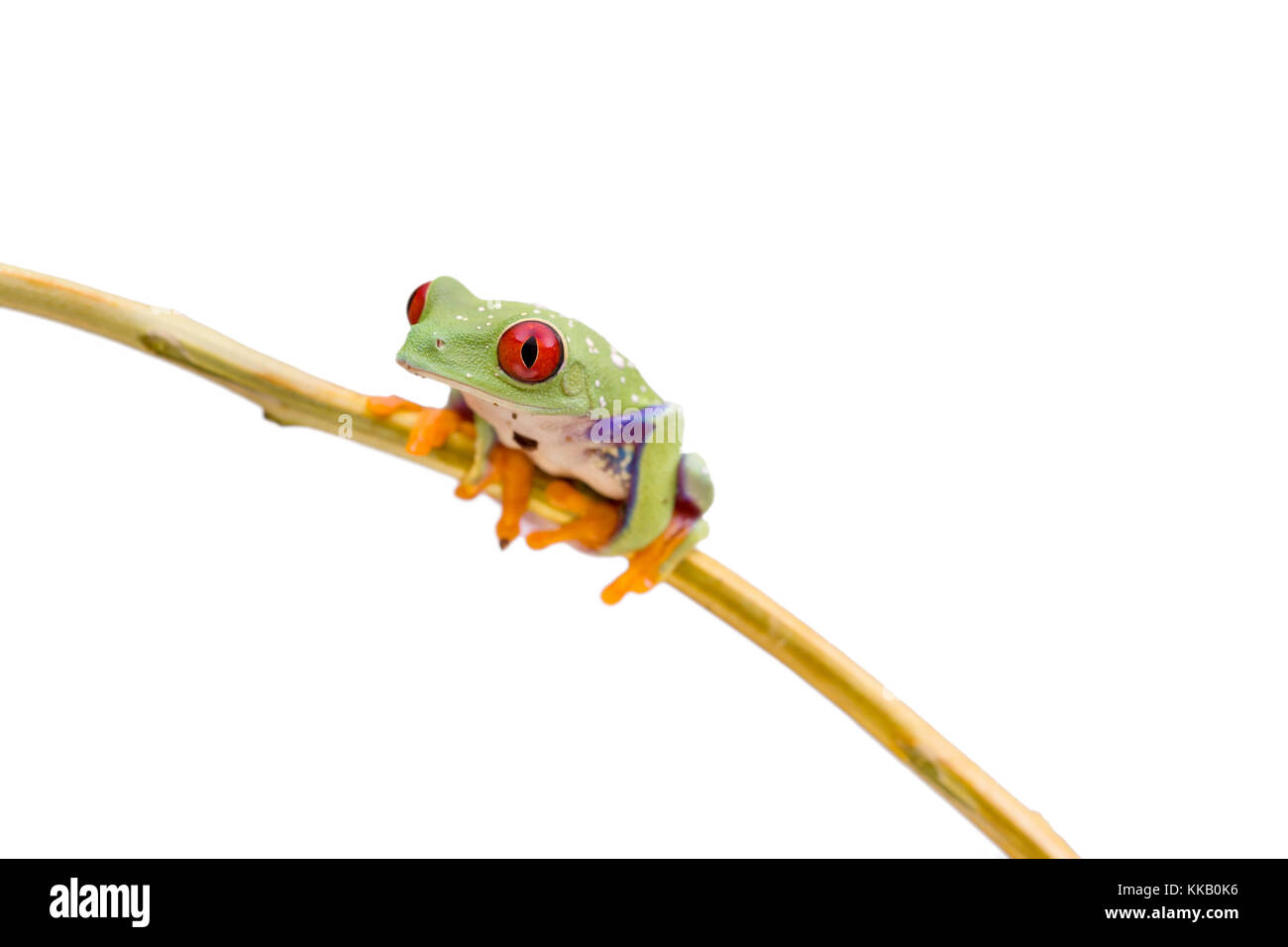 Callidryas ou Red eyed green tree frog du costa rica Banque D'Images
